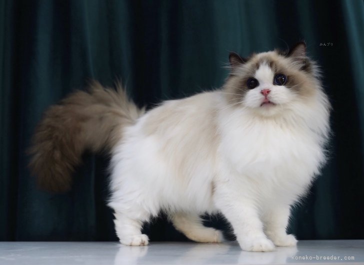 高磊ブリーダー