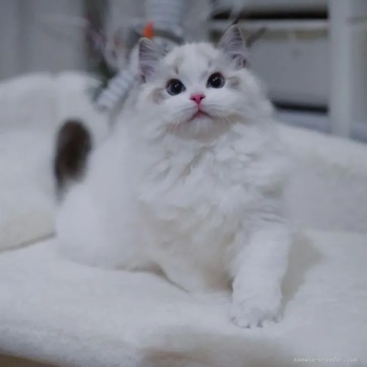 ID：2301-00791の子猫