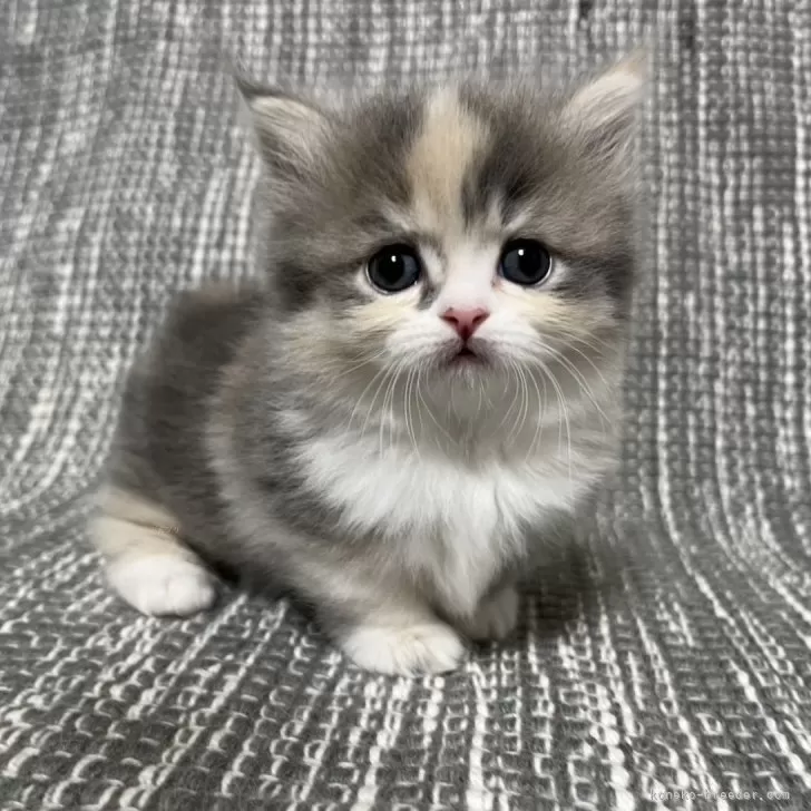 ID:2502-01472の子猫