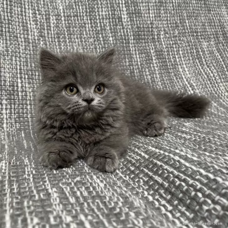 ID:2501-01738の子猫