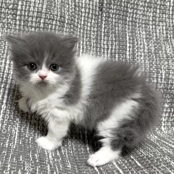 ID:2501-01737の子猫
