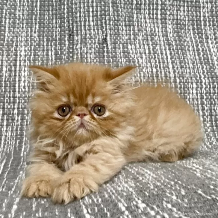 ID:2504-02452の子猫