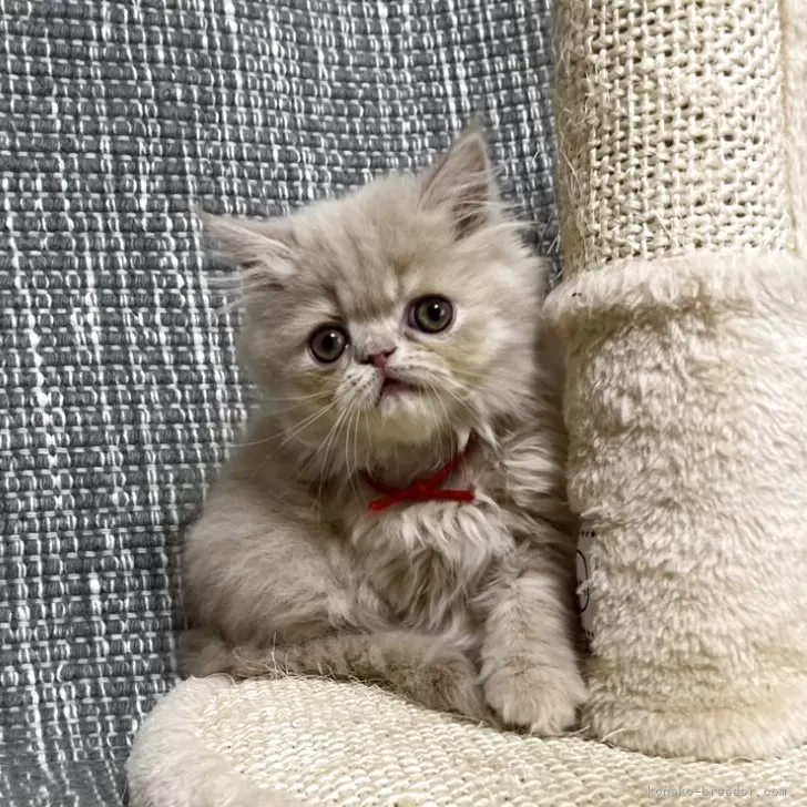 ID:2504-02445の子猫
