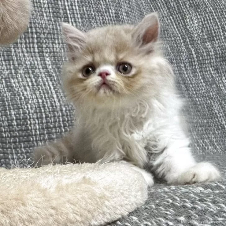 ID:2504-02448の子猫