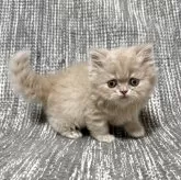 エキゾチックショートヘア