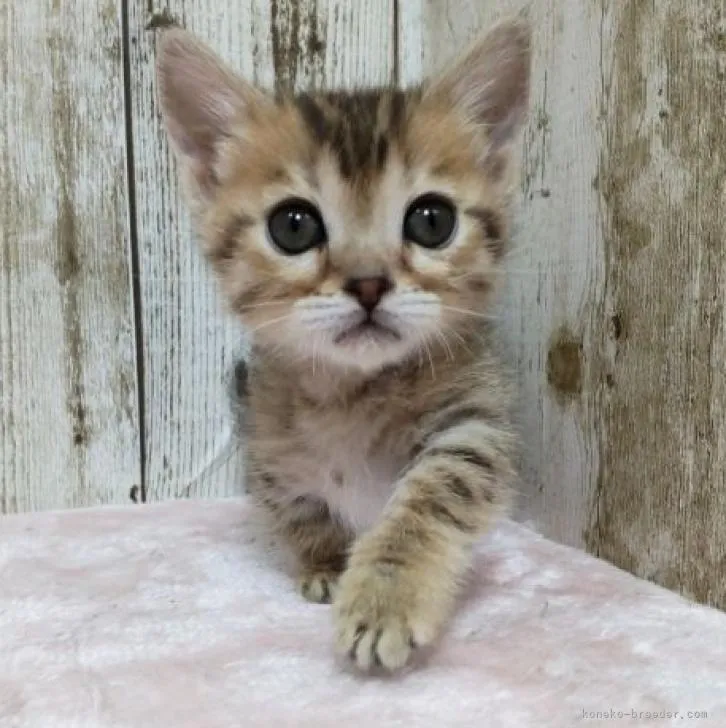 きすけママ 様のお迎えした子猫