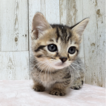 ジェネッタ【長野県・男の子・2023年8月11日・ブラウンスポテッドタビー】の写真「短足ちゃん🐾」