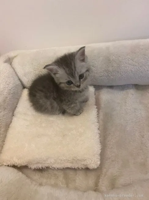 ID:2111-02285の子猫