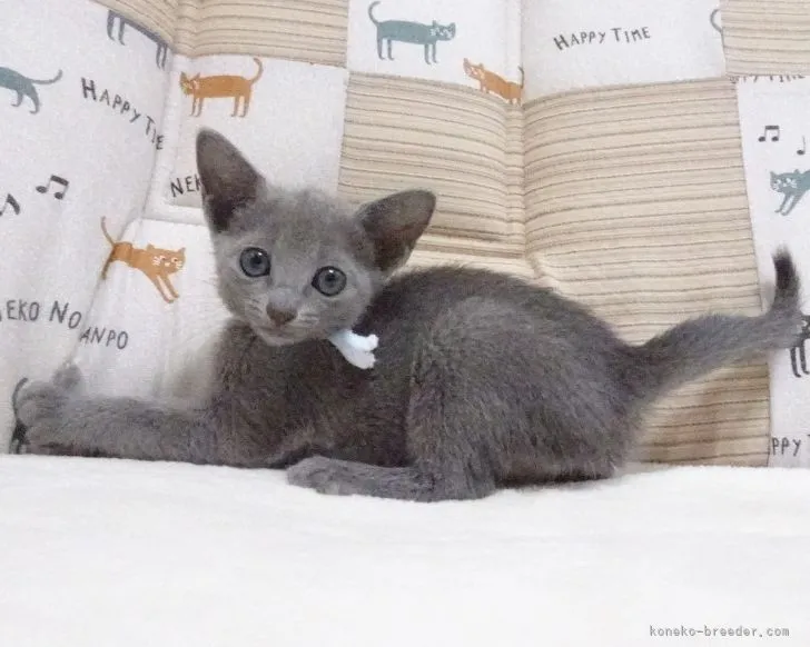 ID:2105-00611の子猫