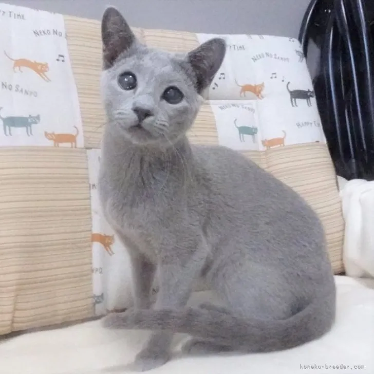 ID:2303-01972の子猫