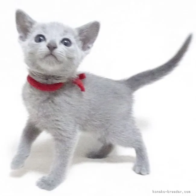 ID:2105-00612の子猫