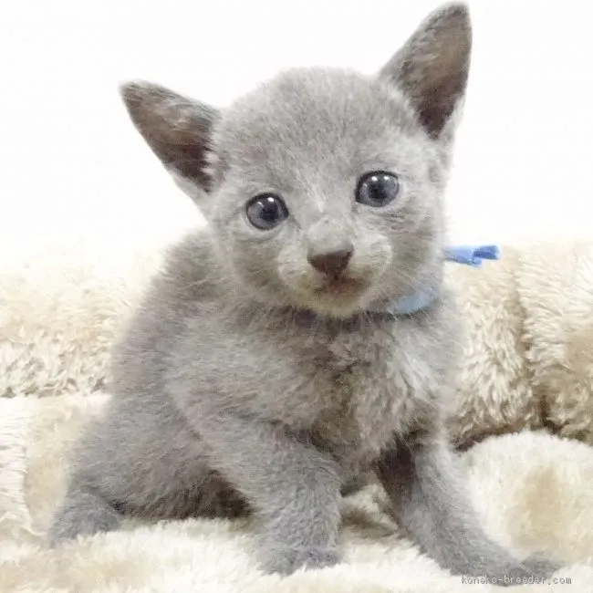 ID:2010-00467の子猫