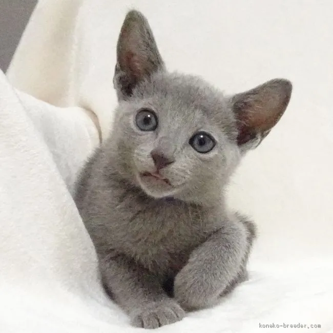ID:2010-00072の子猫