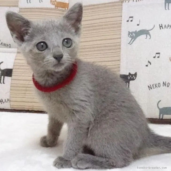 ID:2205-02870の子猫
