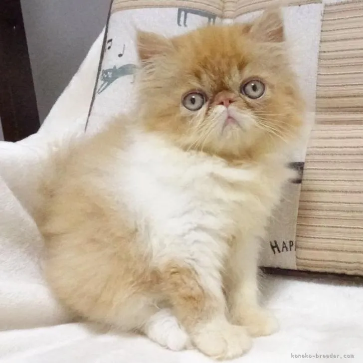 ID:2206-00757の子猫