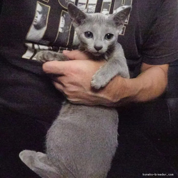 ID:2208-01645の子猫