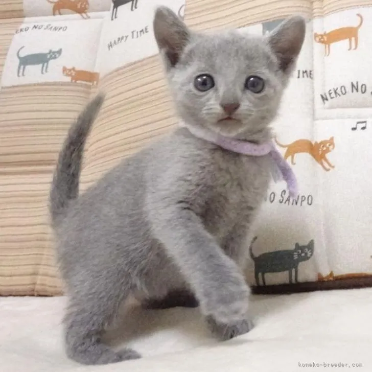ID:2206-00749の子猫