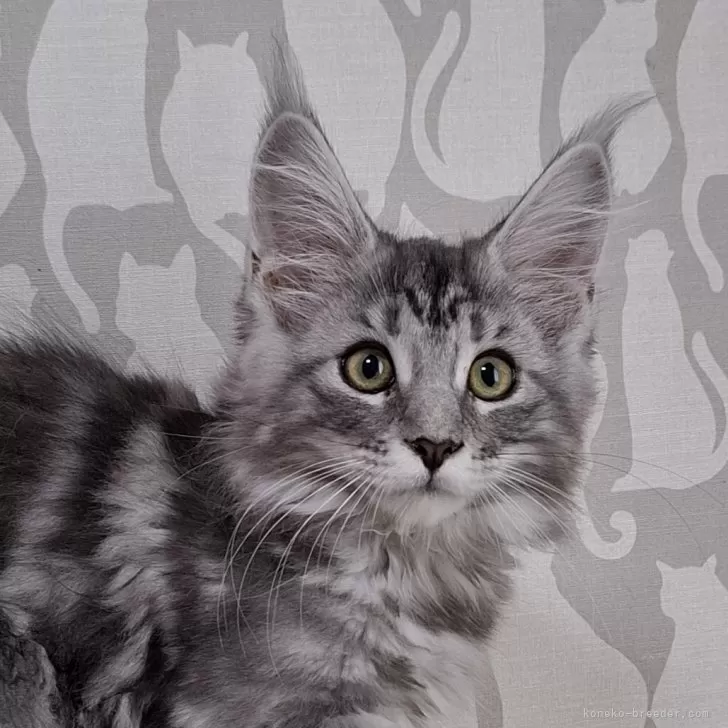 ID:2409-02412の子猫