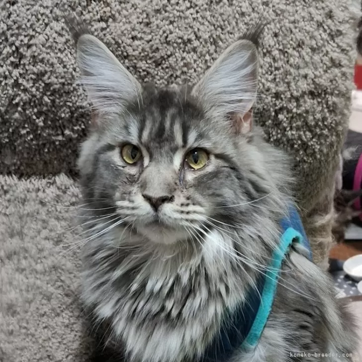 ID:2409-00934の子猫