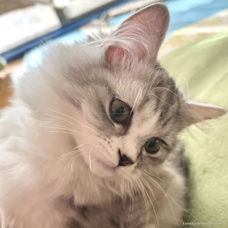 ID:2412-00739の子猫
