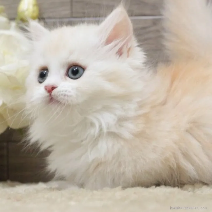 ID:2311-01447の子猫
