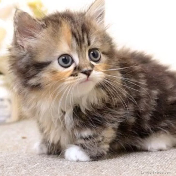 ID:2407-00559の子猫