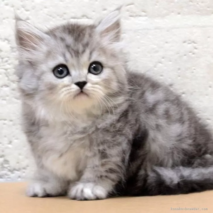 ID:2406-03495の子猫