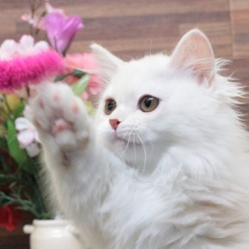 ミヌエット(短足)【群馬県・男の子・2025年1月9日・カメオ&ホワイト（ロングコート）】の写真「ミヌエット短足　男の子！」