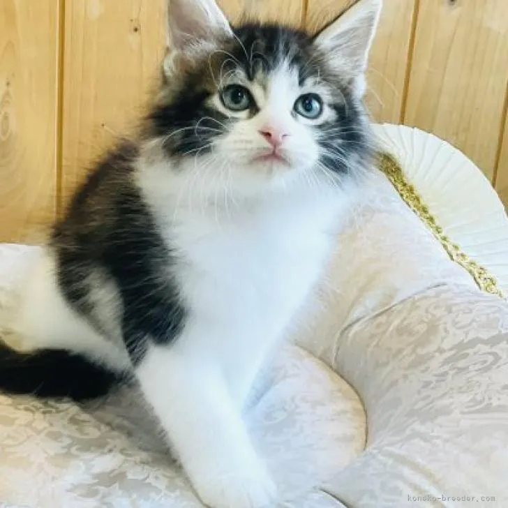ID:2210-01862の子猫