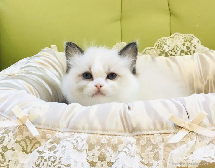 しげ 様のお迎えした子猫