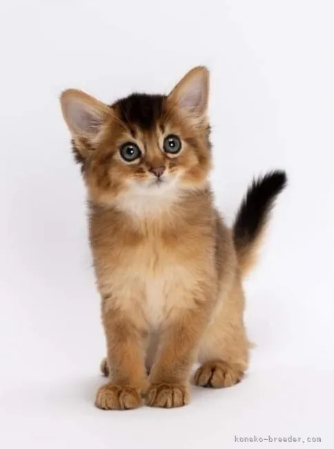ID:2106-02358の子猫