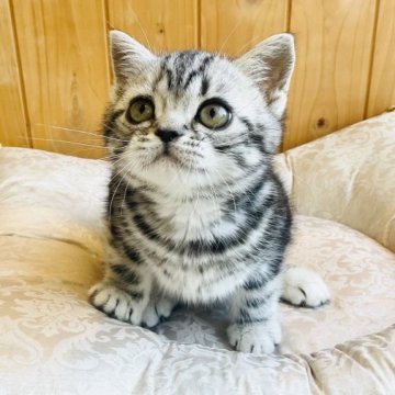 アメリカンショートヘア【愛知県・男の子・2022年12月27日・シルバータビー】の写真「スペシャルな僕です！」