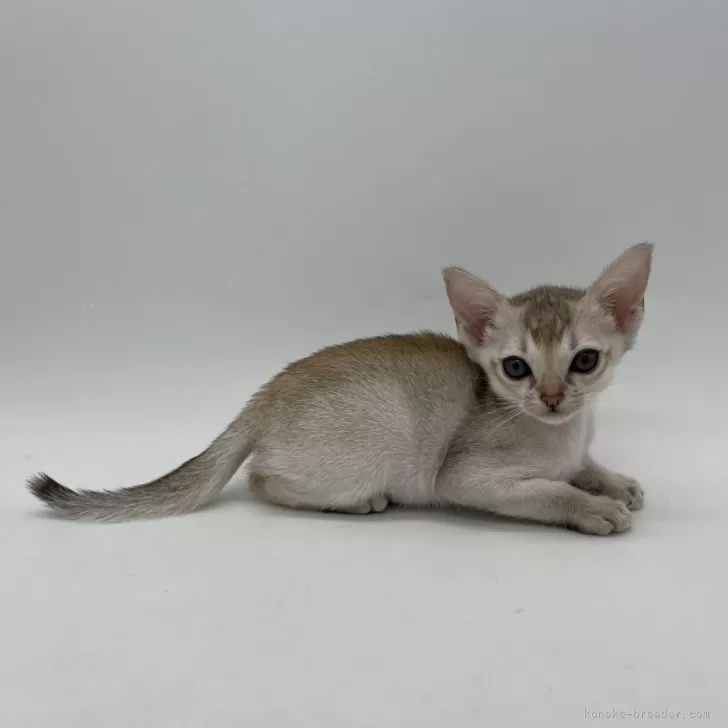 ID:2406-01654の子猫