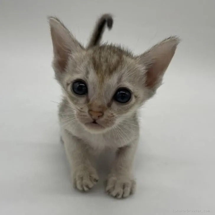 ID:2310-02734の子猫