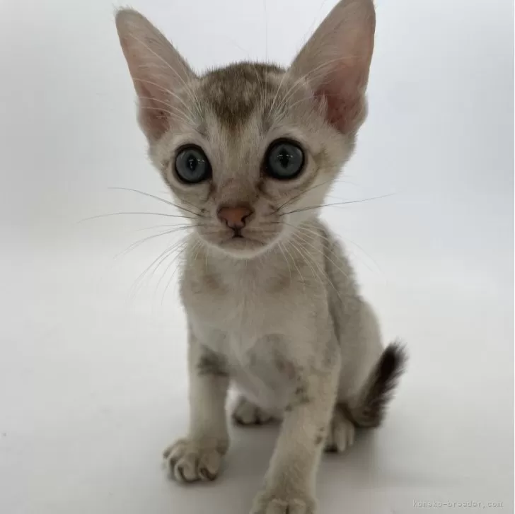 ID:2408-01643の子猫