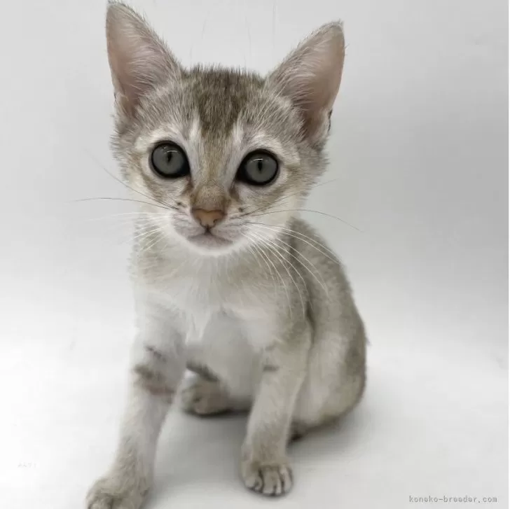 ID:2504-02989の子猫