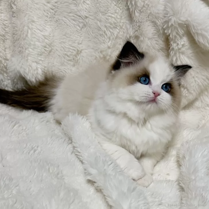 S.T 様のお迎えした子猫