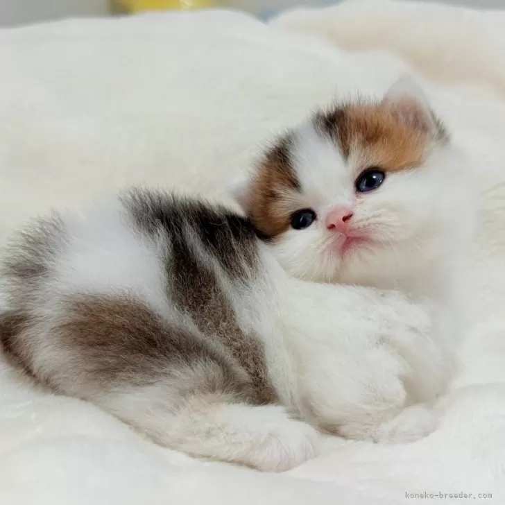 ID:2504-01388の子猫