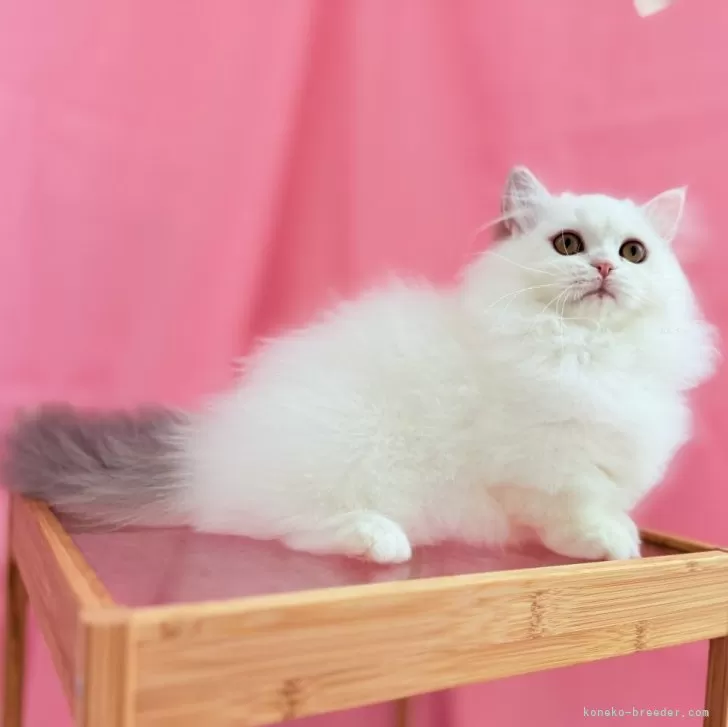 ID:2502-00676の子猫
