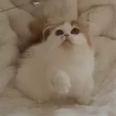 ミヌエット(短足)