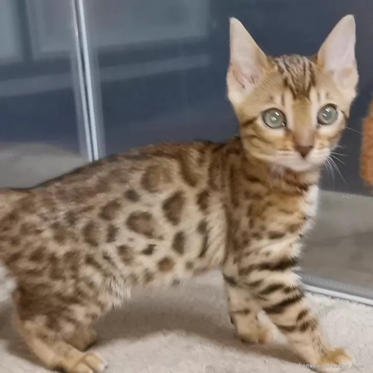 ID:2312-02289の子猫