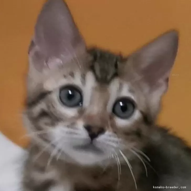 ID:2401-01387の子猫