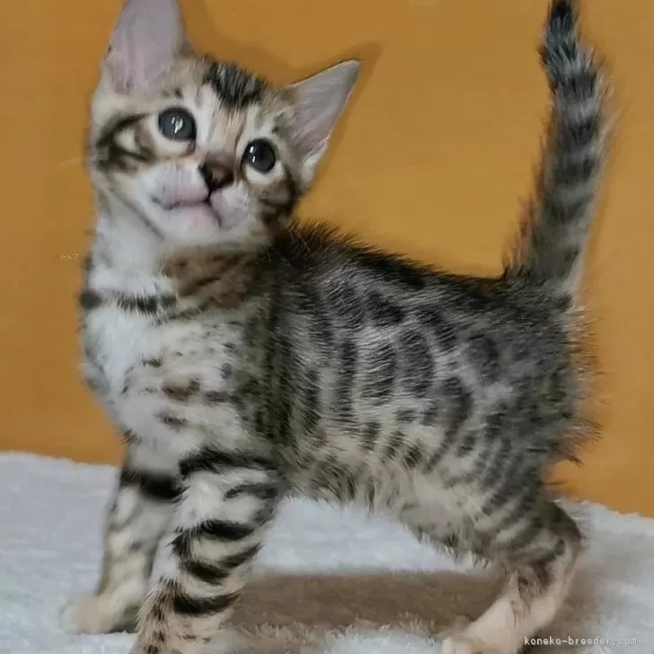 ID:2401-01470の子猫