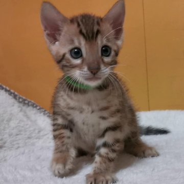 ロゼット模様のベンガルの子猫を探す｜ブリーダー直販の子猫販売【みんなの子猫ブリーダー】