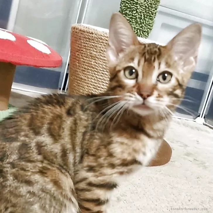 ID:2504-01885の子猫