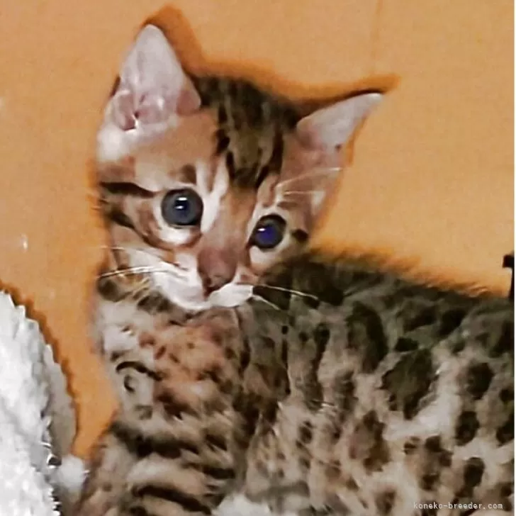 Saculla24 様のお迎えした子猫