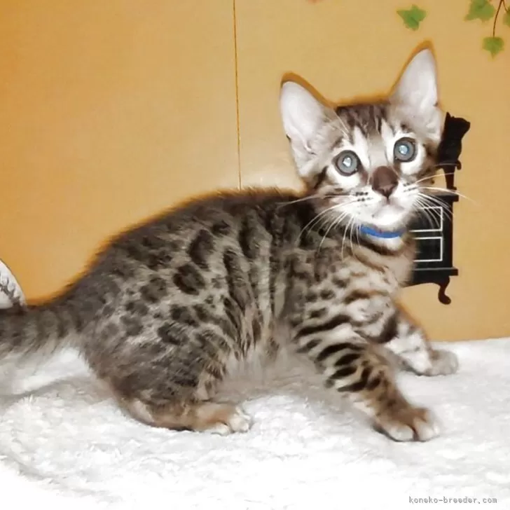 ちゅん 様のお迎えした子猫