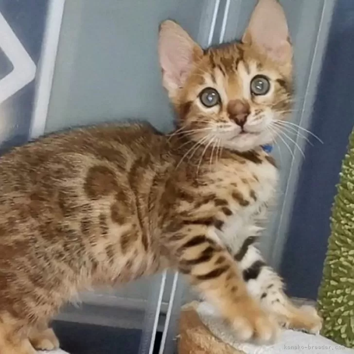 ID：2502-00841の子猫
