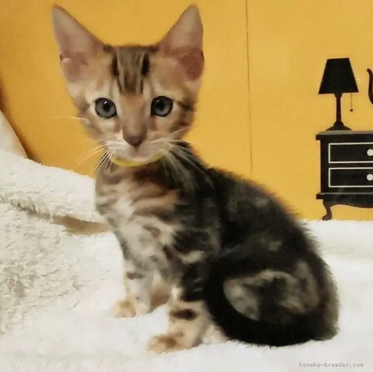 ID：2504-00559の子猫