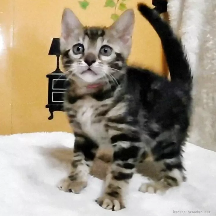 のぞみ 様のお迎えした子猫